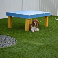 Artificial Grass Carpet Titusville, Florida Dogs, Grass for Dogs