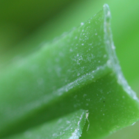 C Blade-92 C Blade-92