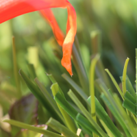 C Blade-92 C Blade-92