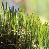 Double W-85 Double W-85