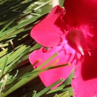 Double W-85 Double W-85