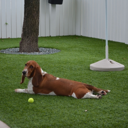 Artificial Grass Ridge Manor, Florida Pictures Of Dogs, Dogs Runs