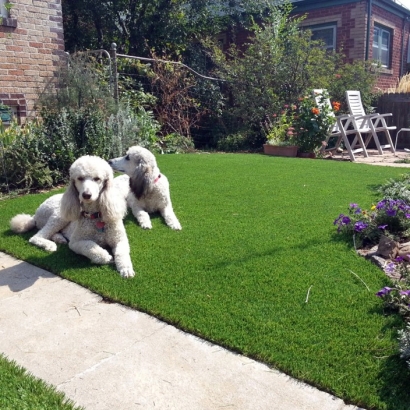 Artificial Lawn Homosassa, Florida Dogs, Grass for Dogs