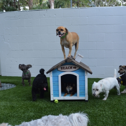 Artificial Turf Installation North Brooksville, Florida Pictures Of Dogs, Dogs