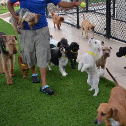 Green Lawn Union Park, Florida Dog Pound, Dogs Runs