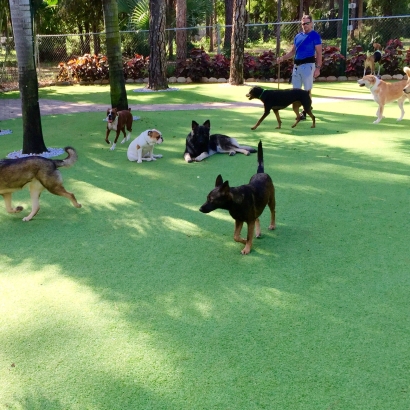 Synthetic Grass South Brooksville, Florida Dog Parks, Dogs