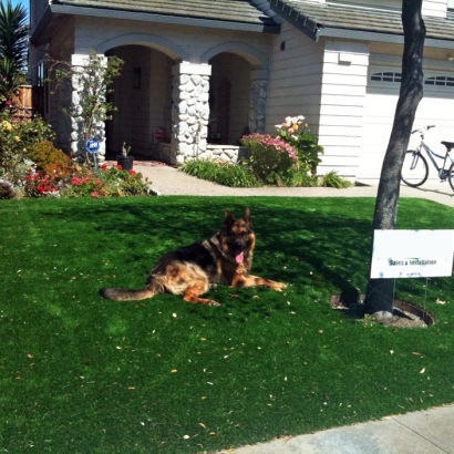 Turf Grass Pomona Park, Florida Dog Hospital, Front Yard Landscape Ideas