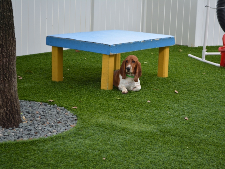 Artificial Grass Carpet Titusville, Florida Dogs, Grass for Dogs