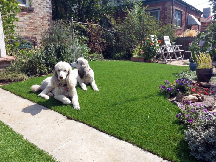 Artificial Lawn Homosassa, Florida Dogs, Grass for Dogs