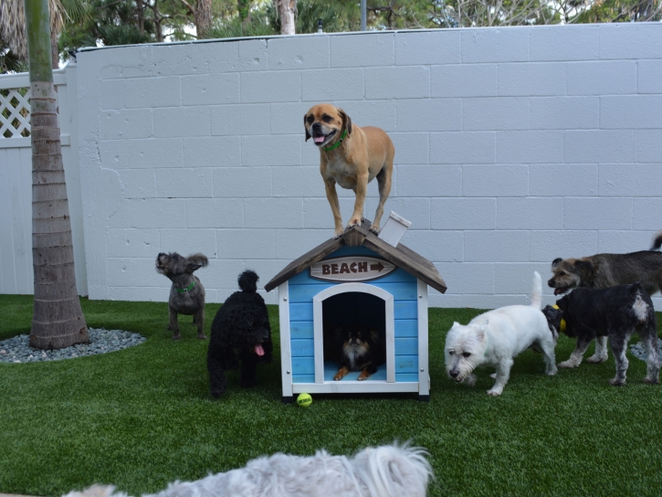 Artificial Turf Installation North Brooksville, Florida Pictures Of Dogs, Dogs