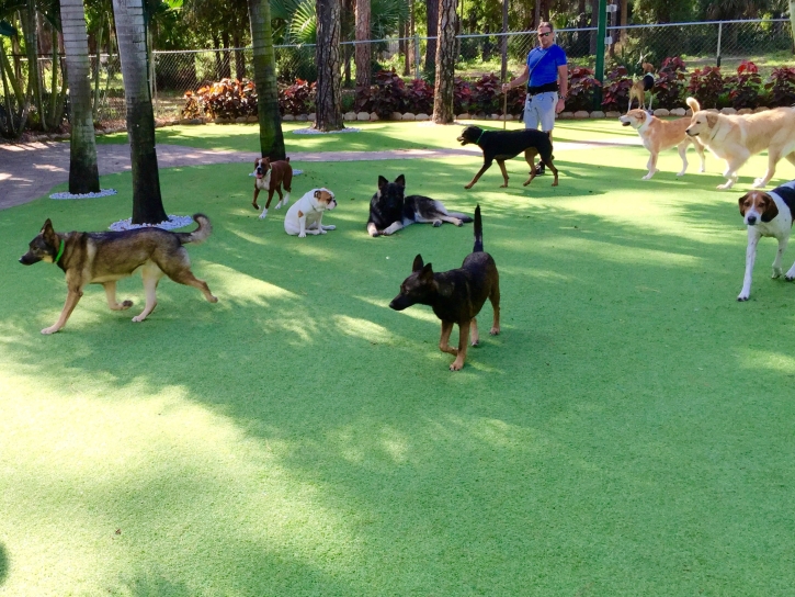 Synthetic Grass South Brooksville, Florida Dog Parks, Dogs